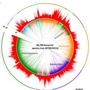 Distribution of nitrogen fixers and nonfixers and their genome sizes in the GTDB R214 bacterial phylogeny.